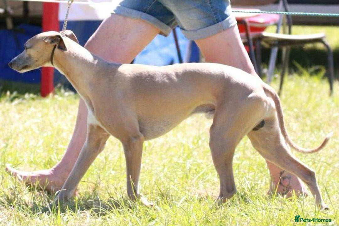 Whippet dogs for sale: Beautiful pure bred pups  - Image 4