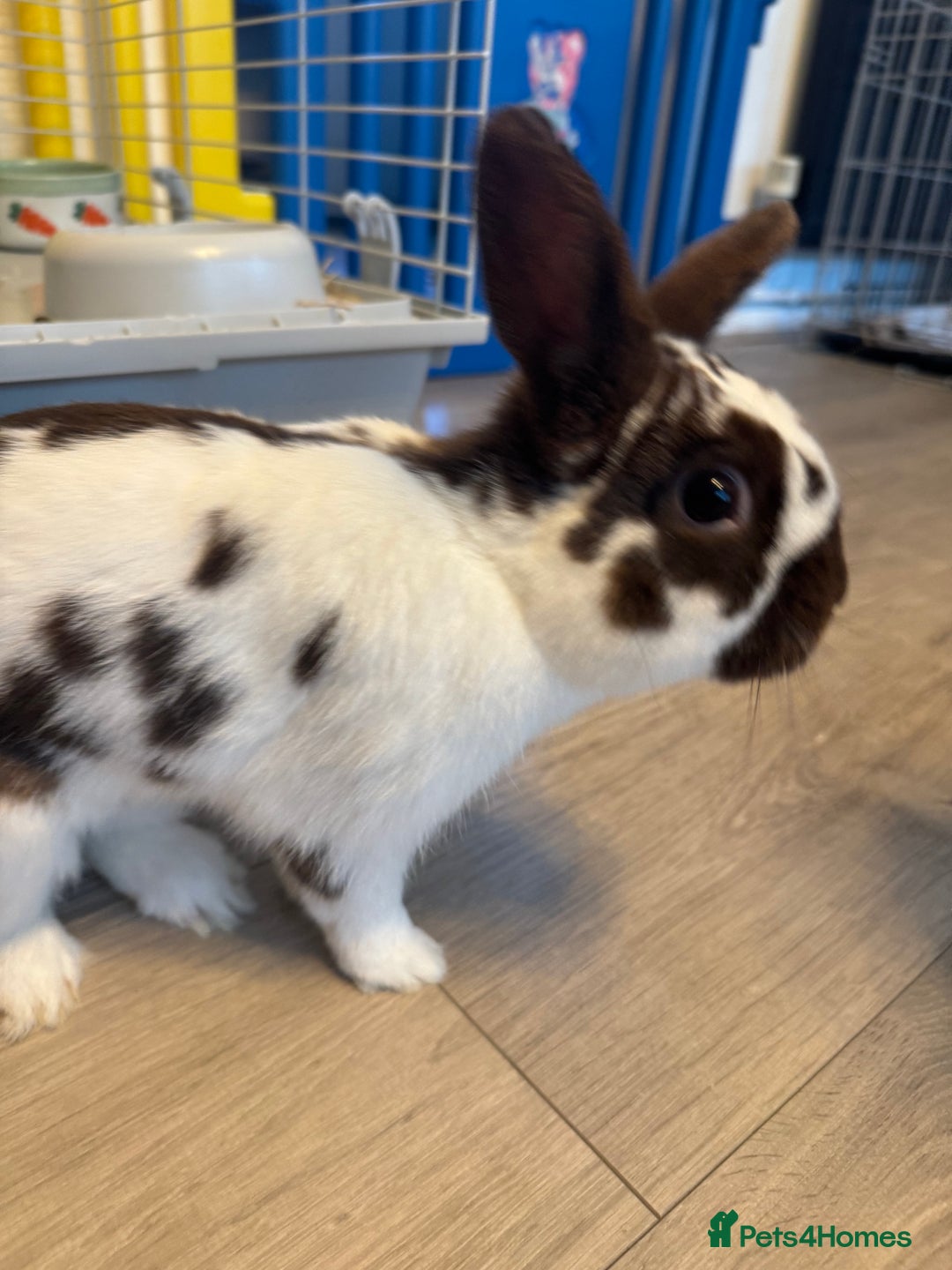 Mixed Breed rabbits for sale: 5 months old - Rabbit for sale in Waltham Cross - Image 5