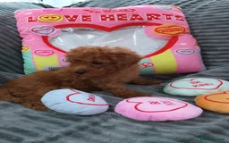 Miniature Poodle dogs for sale: Miniature red poodles 2💙2🩷 - Image 13