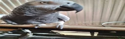 Parrots birds for sale: African greay for sale - Advert 3