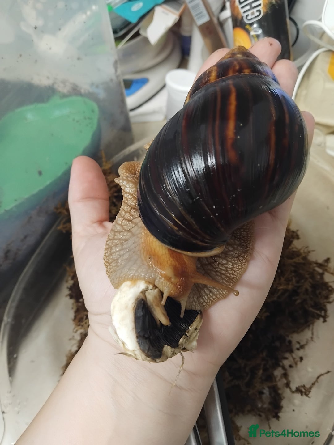 Snails invertebrates for sale: Affrican land snail babies  - Image 5