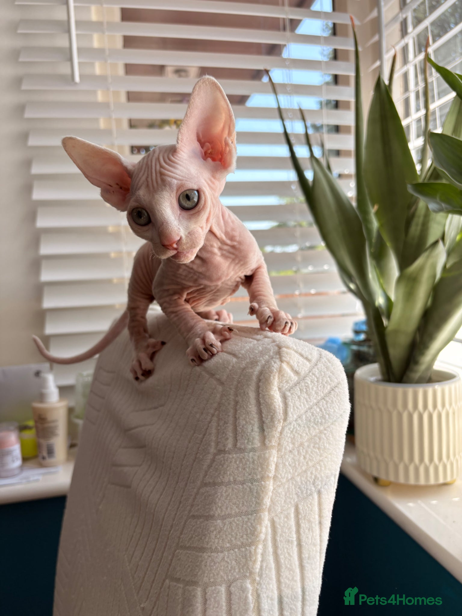 Sphynx cats for sale: Sphynx bambino kittens available 🐈‍⬛🐈 - Advert 8