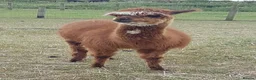 Alpaca livestock for sale: Attractive alpaca mated last year to quality sire - Advert 7