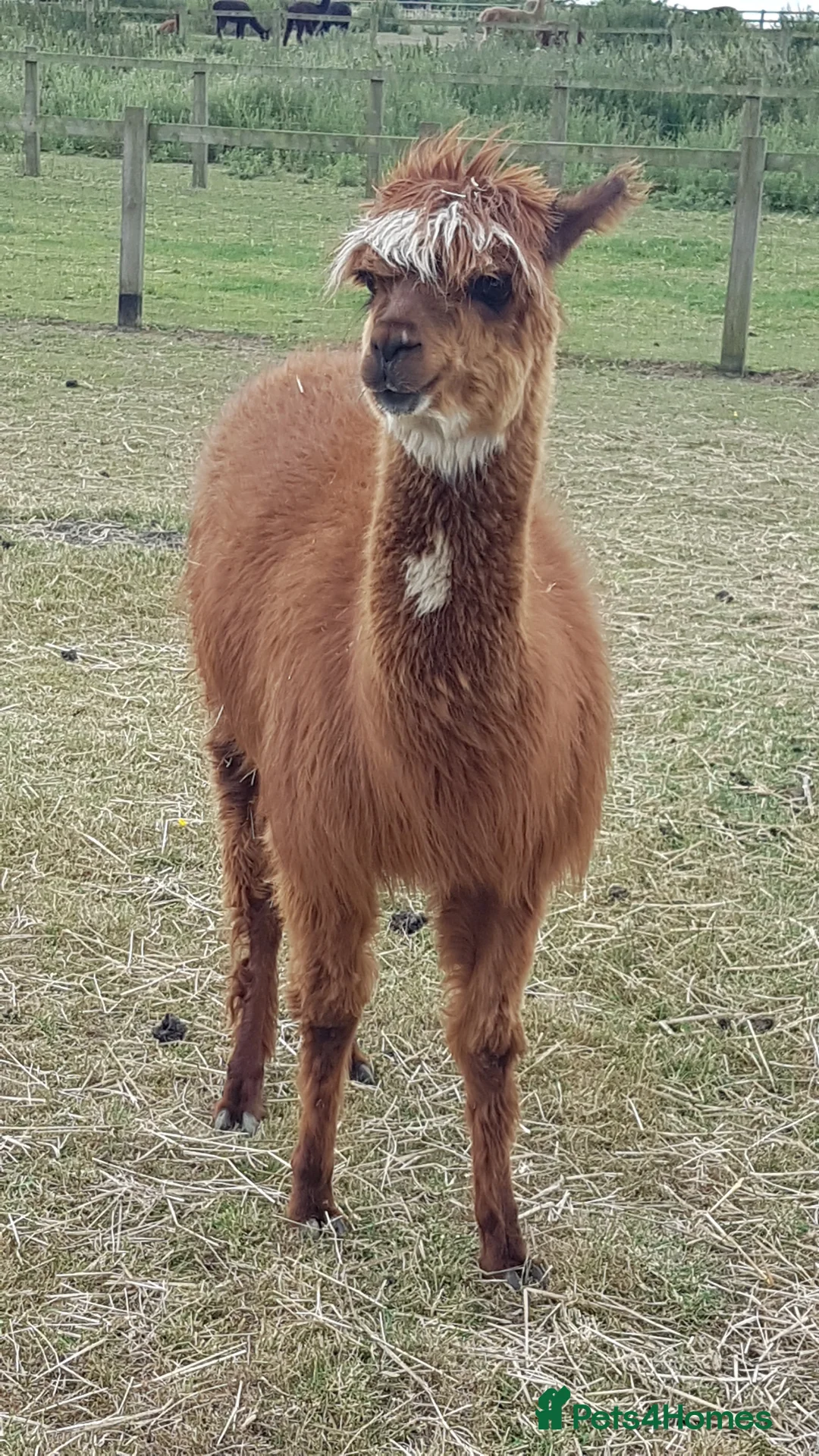 Alpaca livestock for sale: Attractive alpaca mated last year to quality sire - Advert 7