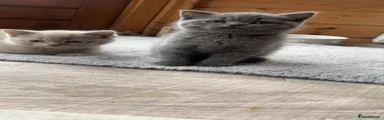 British Shorthair 5