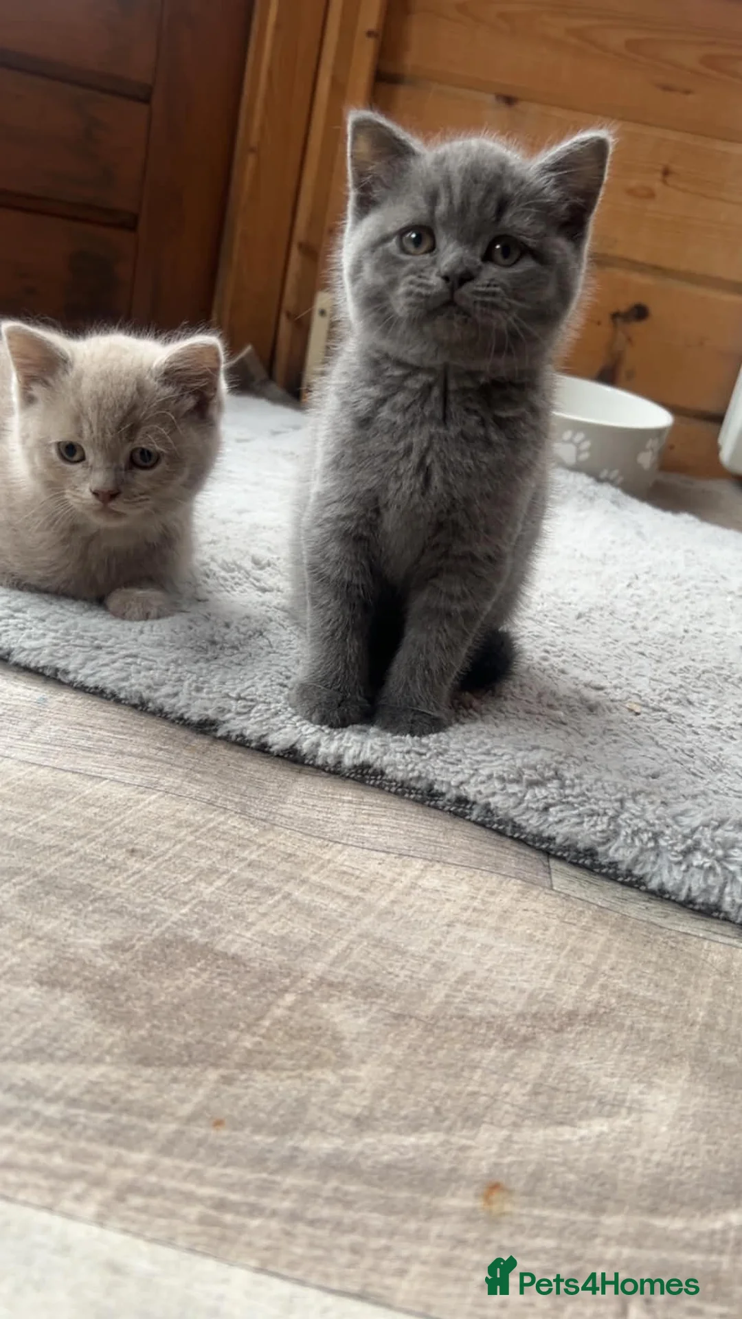 British Shorthair cats for sale: Selling british short hair kittens in Peterhead - Advert 2