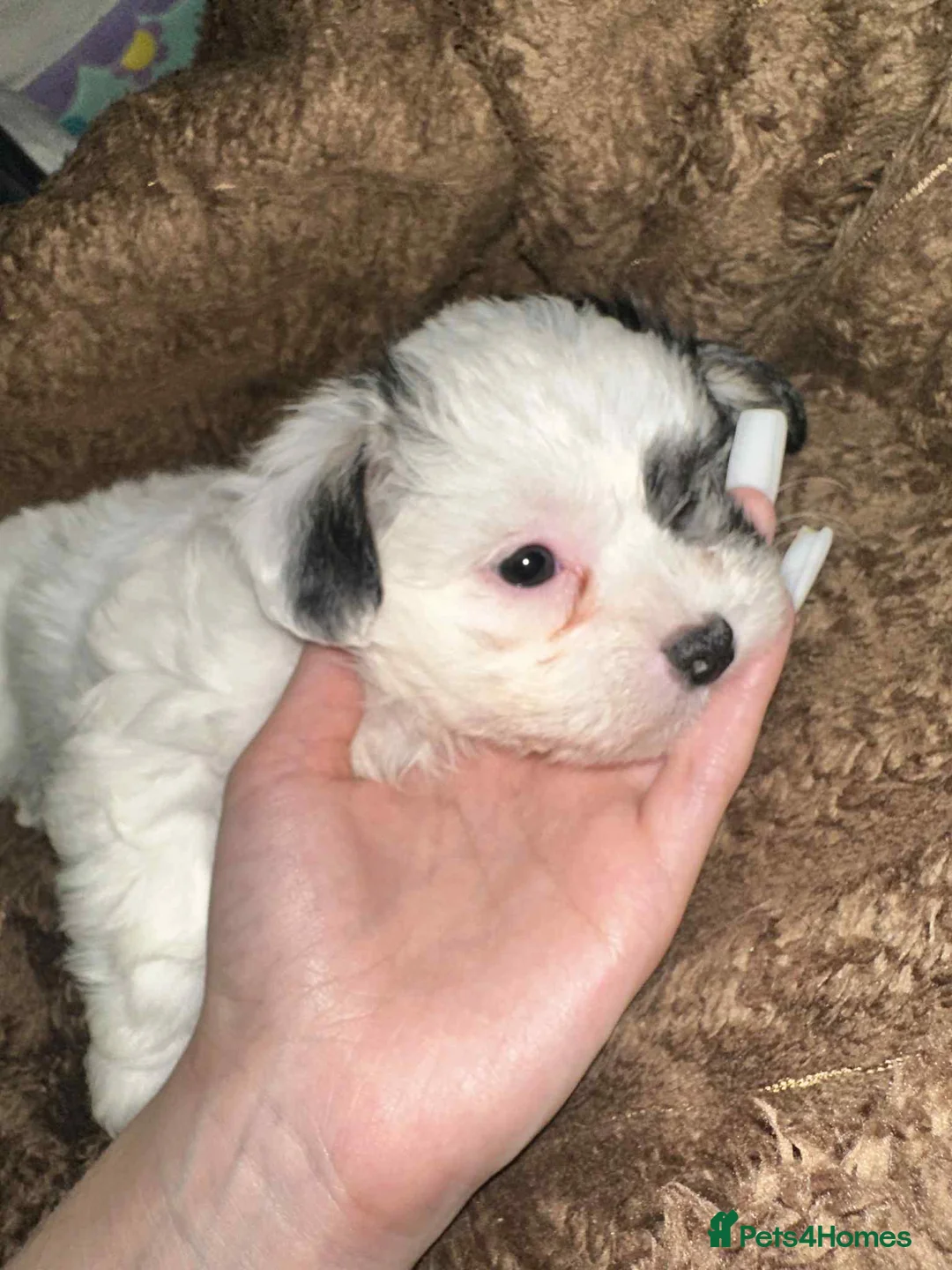 Zuchon dogs for sale: Bichon - Advert 1