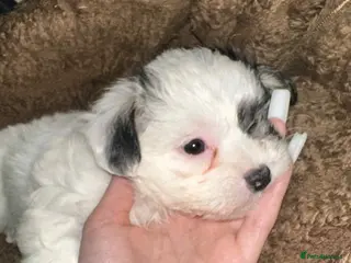 Zuchon dogs Bichon - Advert 1