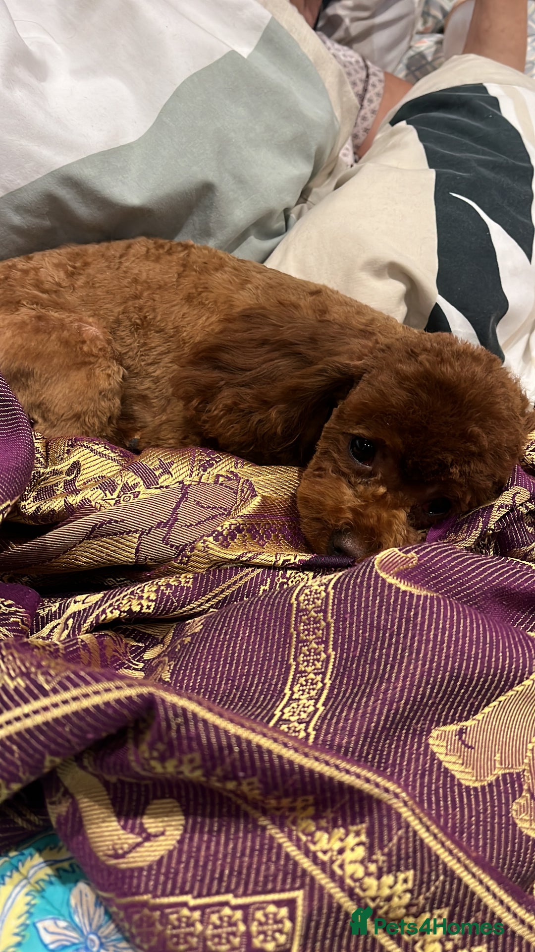 Toy Poodle dogs for sale: Teddy bear red asian/toy poodle puppies 🧸  - Advert 13