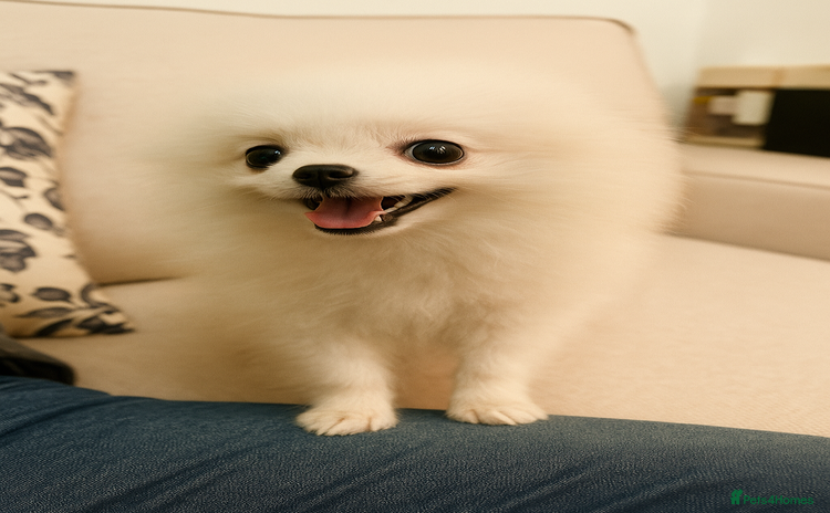 Pomeranian dogs - Advert 11