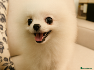 Pomeranian dogs - Advert 2