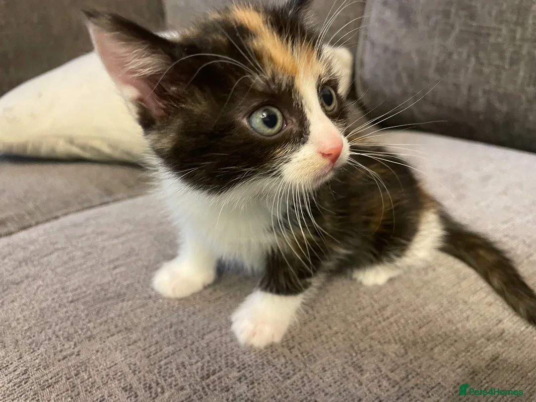 Mixed Breed cats for sale: Mixed kittens  in Runcorn - Advert 1