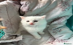 Ragdoll cats for sale: 2 left! Female Ragdoll mix kittens for sale  - Image 9