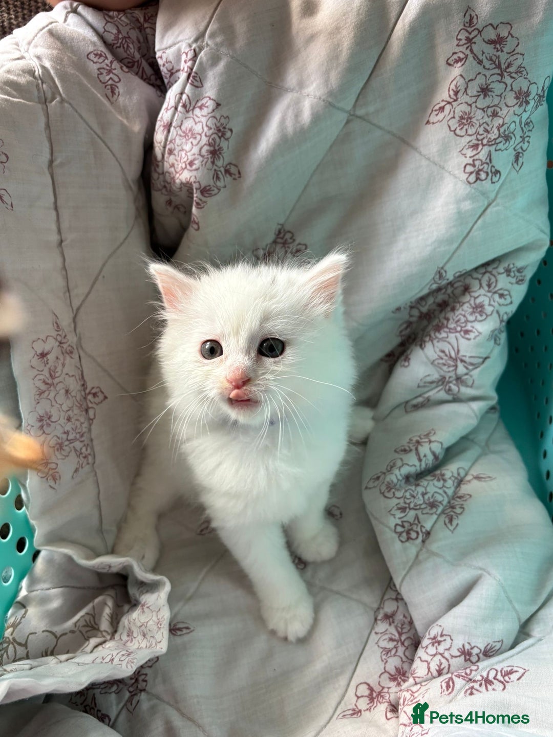 Ragdoll cats for sale: 2 left! Female Ragdoll mix kittens for sale  - Image 9