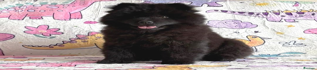  Puppy 1