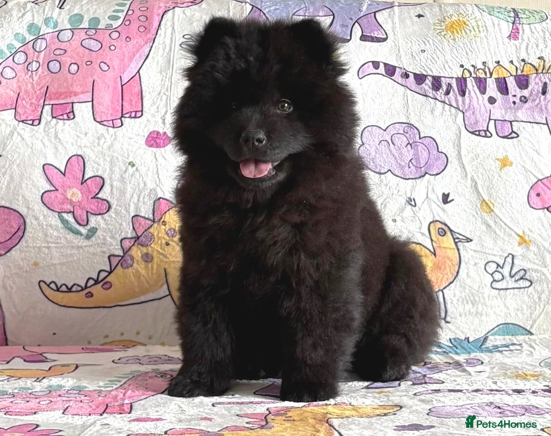 Chow Chow dogs for sale: Exotic colour chowsky puppies for sale  - Image 9