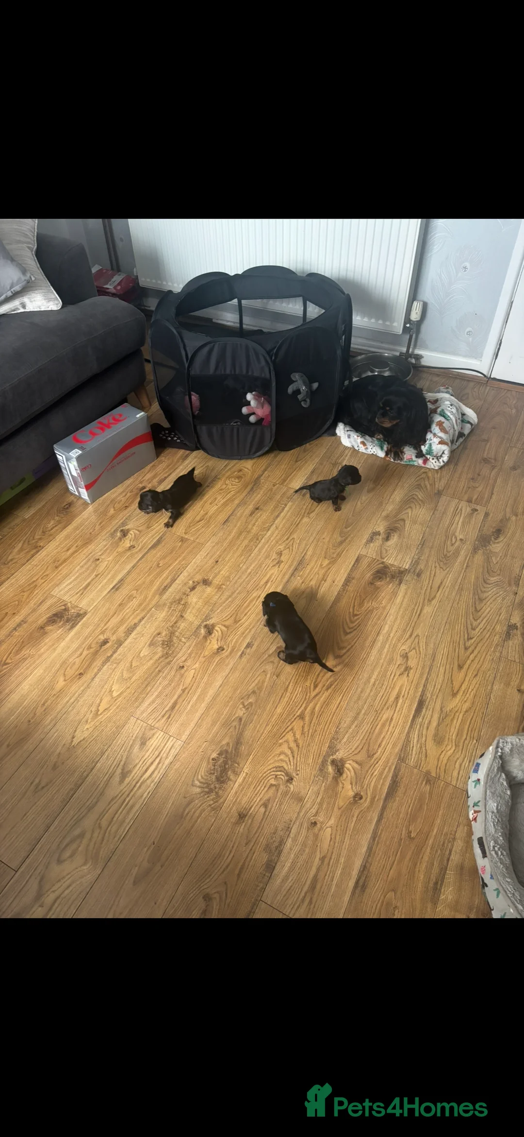 Cavalier King Charles Spaniel dogs for sale: Gorgeous KC Puppies Available  - Advert 2