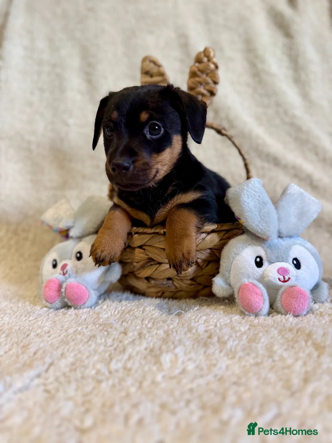 Jack Russell dogs for sale: Lovely miniature Jack Russell pups  - Advert 2