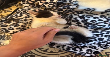 Mixed Breed cats - Advert 11