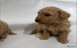 Poochon dogs for sale: F1 Poochon Puppies - 1 boy left - Image 10