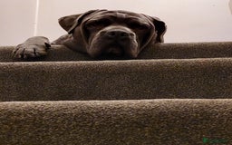 Mixed Breed dogs for sale: Cane Corso cross American bulldog puppy's  - Image 4