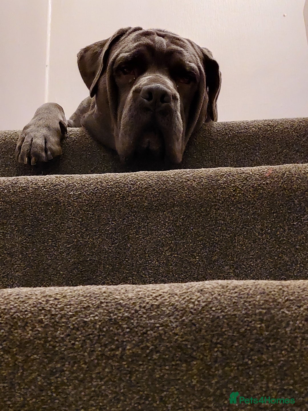 Mixed Breed dogs for sale: Cane Corso cross American bulldog puppy's  - Image 4