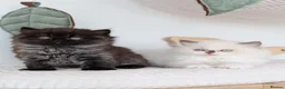 British Longhair cats for sale: GCCF British Longhair - Advert 2