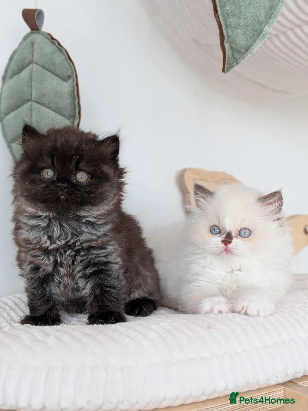British Longhair cats for sale: GCCF British Longhair - Advert 2