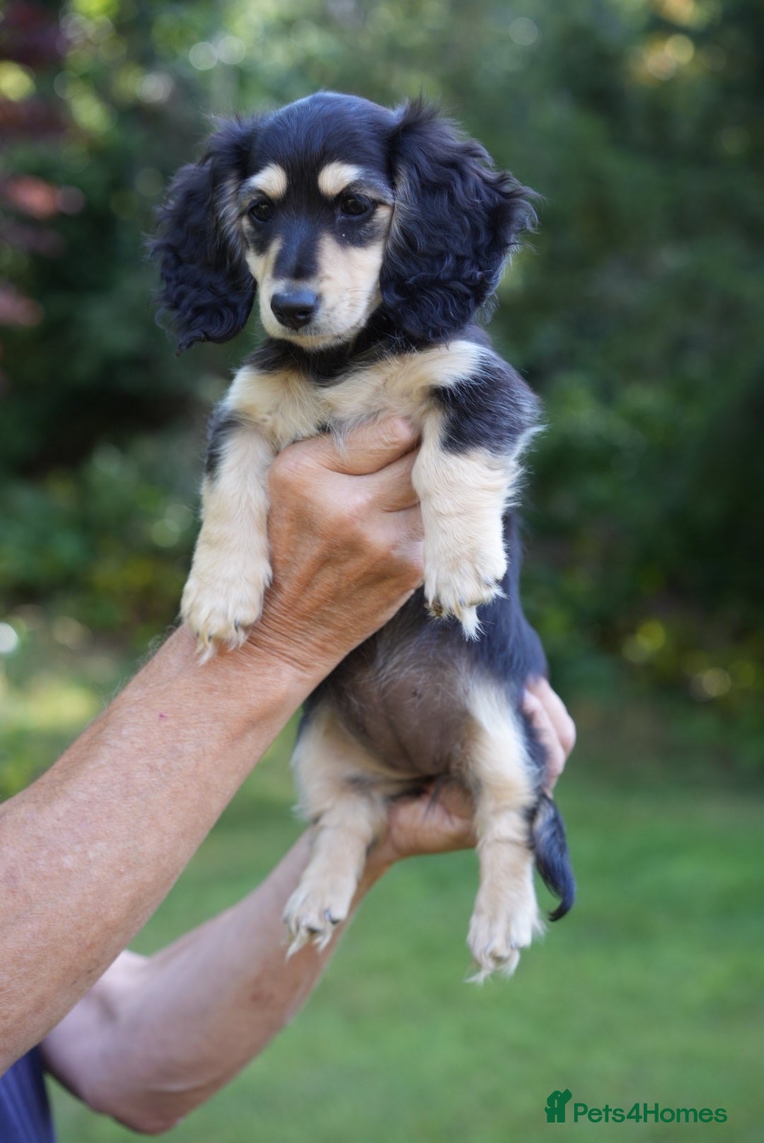 Miniature Dachshund dogs Ready to leave this weekend IVVD screened parents - Advert 1