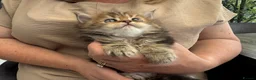 Persian cats for sale: Full Persian Kittens  in Arundel - Advert 25
