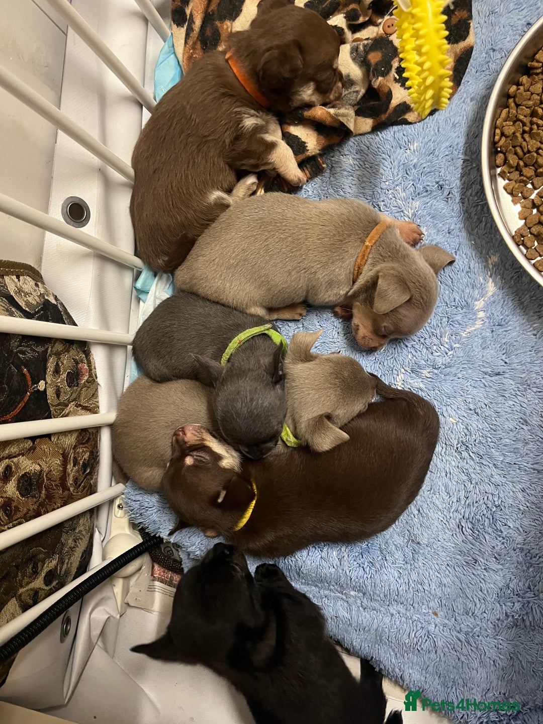 Chihuahua dogs for sale: Chihuahua teacups - Image 17