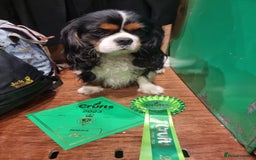 Cavalier King Charles Spaniel dogs for stud: FULLY HEALTH TESTED TRI COLOUR CAVALIER FOR STUD - Image 4