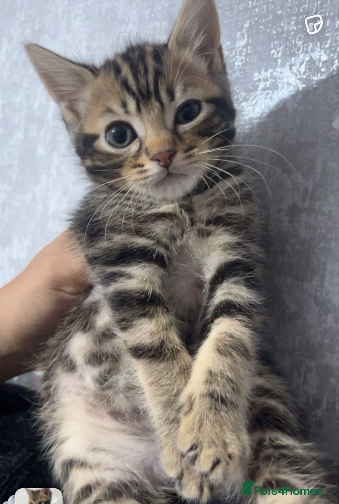 Maine Coon cats for sale: Maine coon x kittens  - Image 4