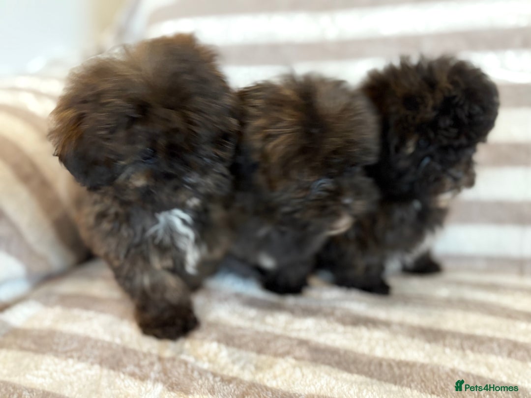Shihpoo dogs for sale: Shih Tzu X poodle X Shihpoo - Image 11
