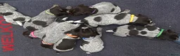German Wirehaired Pointer dogs for sale: KC Registered German Wirehaired Pointer Puppies - Advert 6