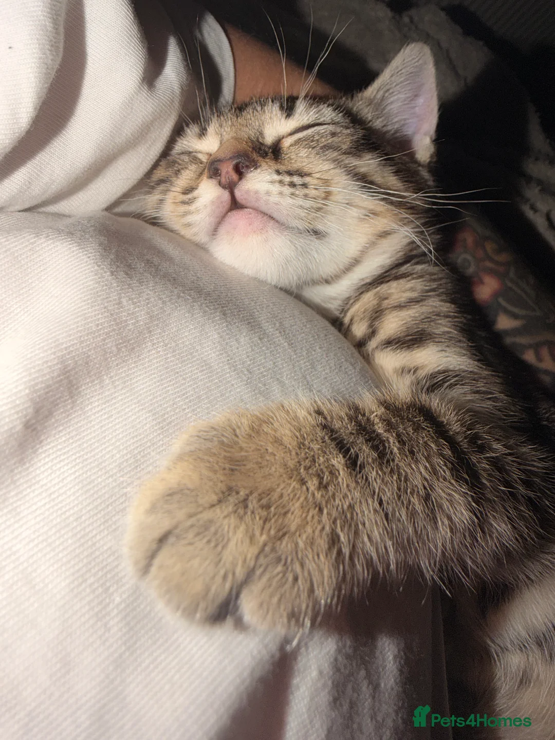 Mixed Breed cats for sale: Female Tabby Kitten - Advert 2