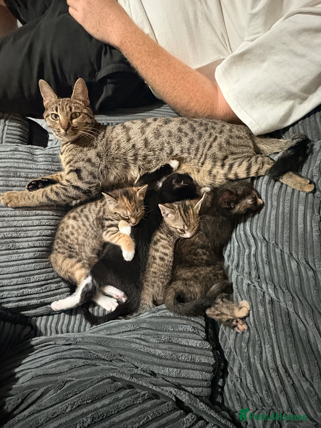 Mixed Breed cats for sale: 🐾LAST KITTEN AVAILABLE🐾 in Ashford - Advert 11