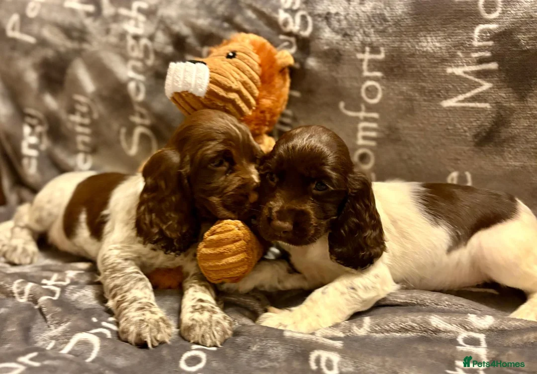 Cocker Spaniel dogs for sale: Cocker spaniels - Advert 12