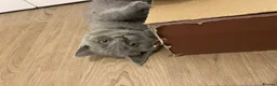 British Shorthair cats for sale: Pedigree British shorthair kittens  - Advert 29