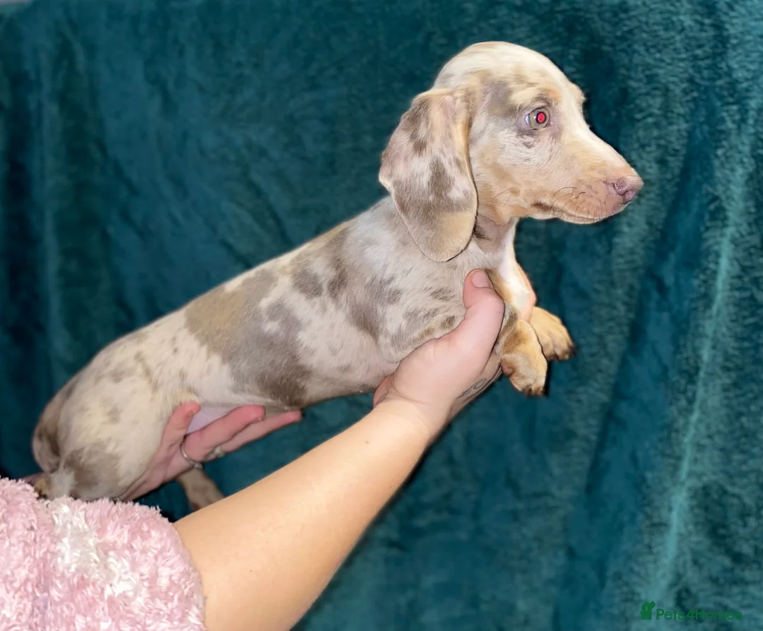 Miniature Dachshund dogs for sale: Miniature Dachshunds - Advert 7