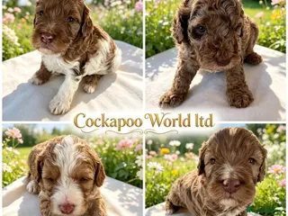 Cockapoo dogs DNA CLEAR, Adorable cockapoo puppies - Advert 17
