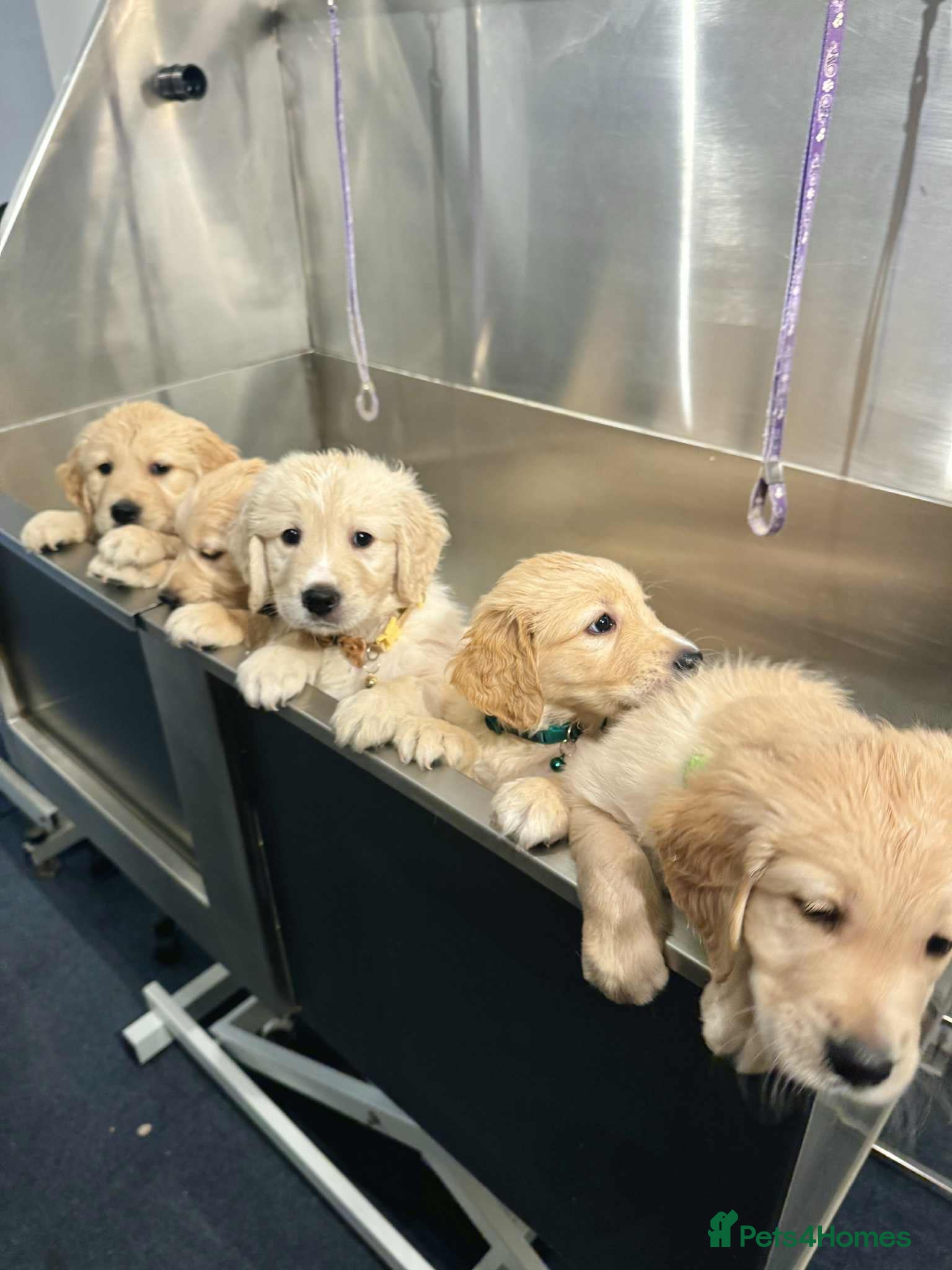 Golden Retriever dogs 🤍🧸 Other litter - last 2 puppy girls available - Advert 3