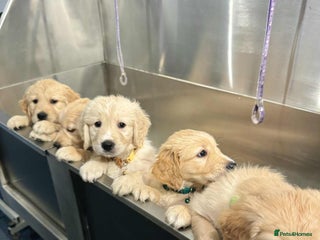 Golden Retriever dogs 🤍🧸 Ready Now - One Puppy Boy Became Available - Advert 2