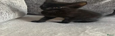 Mixed Breed Kitten 1
