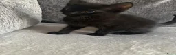 Mixed Breed cats for sale: Kittens - Advert 2