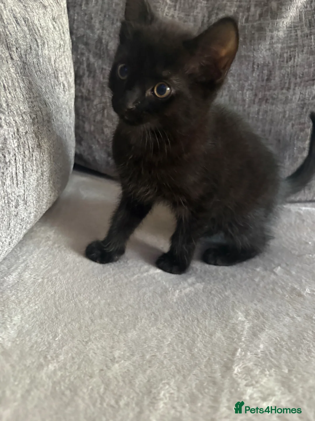 Mixed Breed cats for sale: Kittens - Advert 2