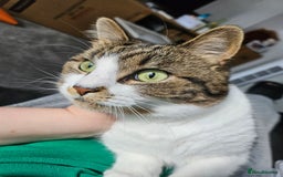 Mixed Breed cats for sale: Beautiful tabby girl - Image 2