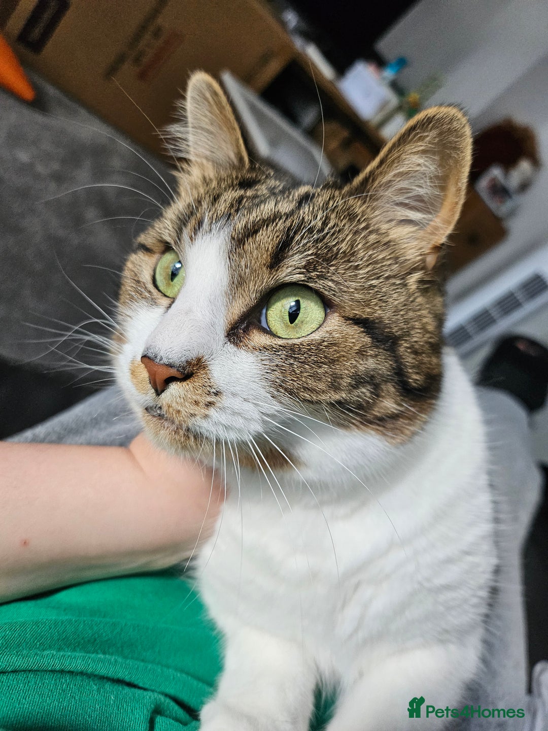 Mixed Breed cats for sale: Beautiful tabby girl - Image 2