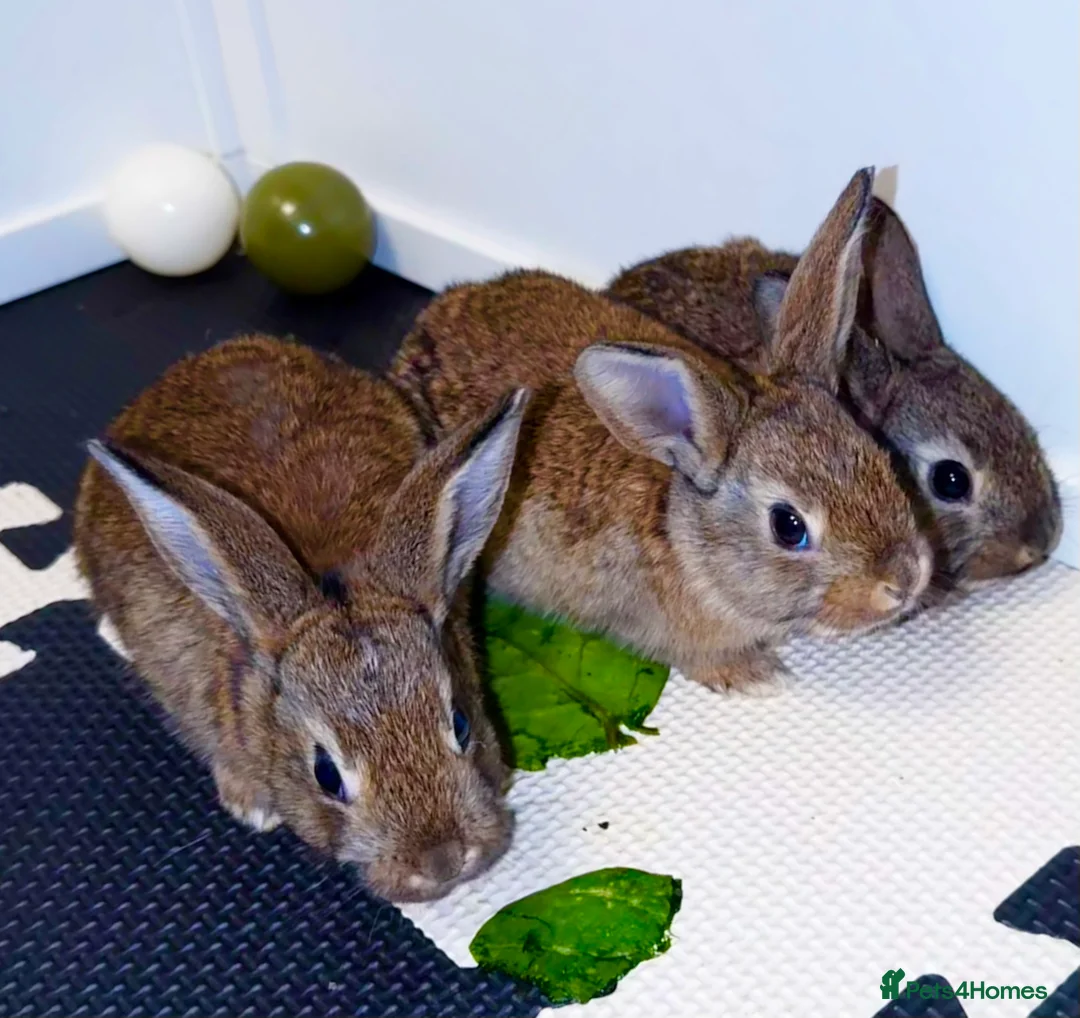 Belgian Hares rabbits for sale: Mixed Belgian hares - Advert 4