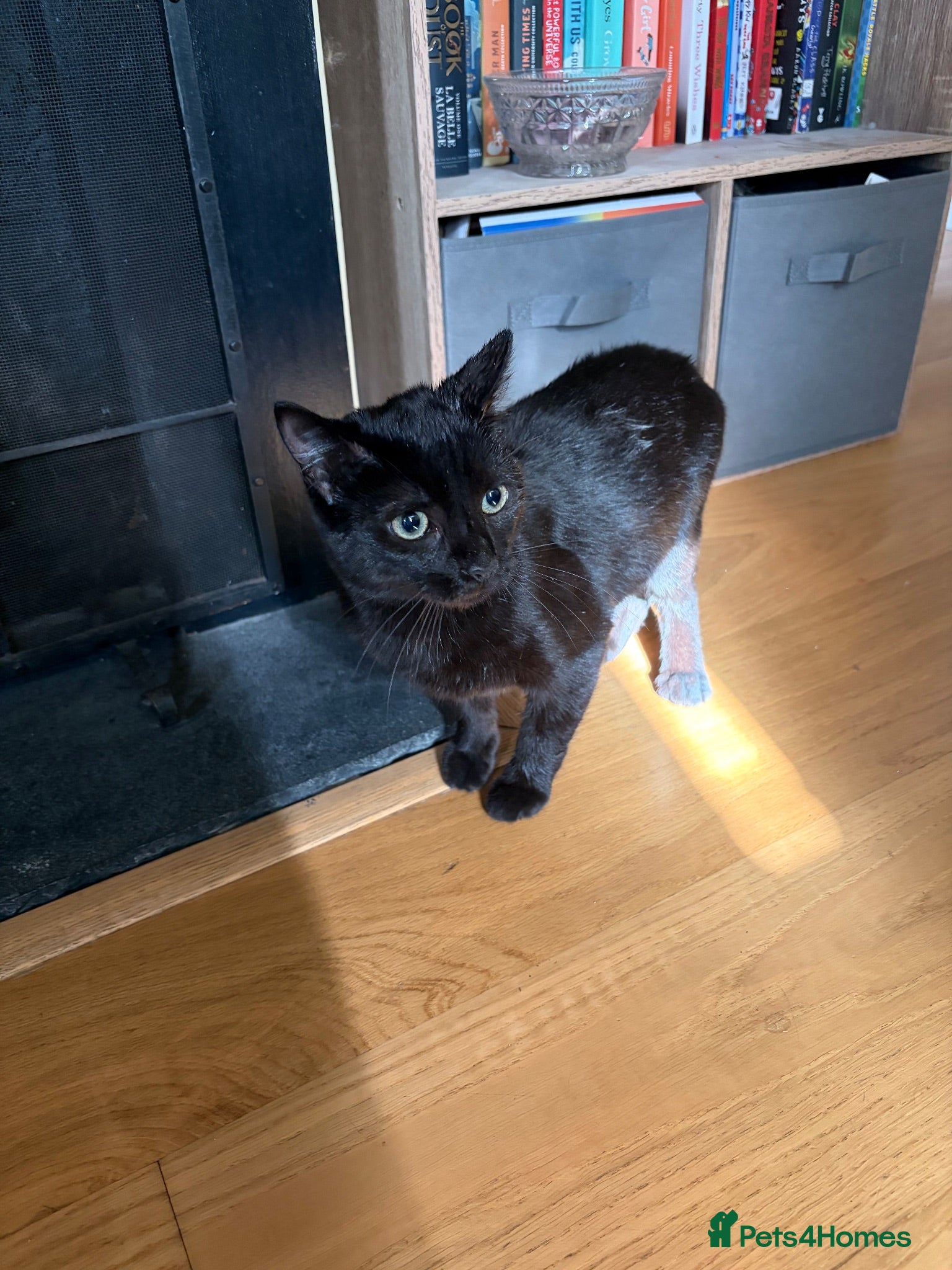 Mixed Breed cats Rehome Loki  - Advert 1
